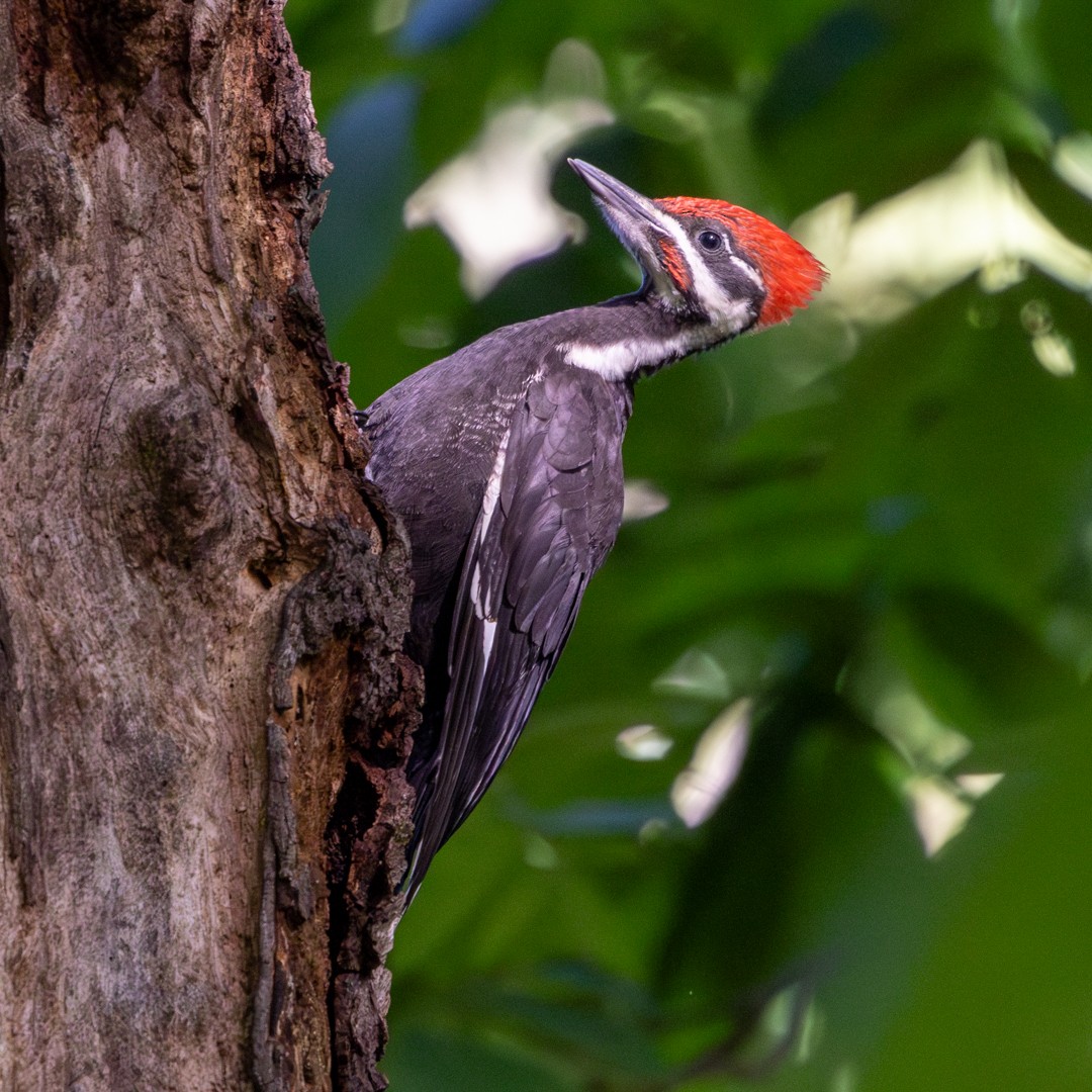 Pileated Woodpecker - ML635663874