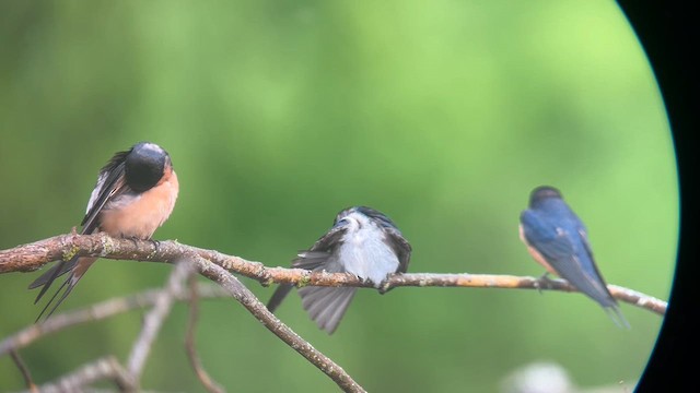 Tree Swallow - ML635664020