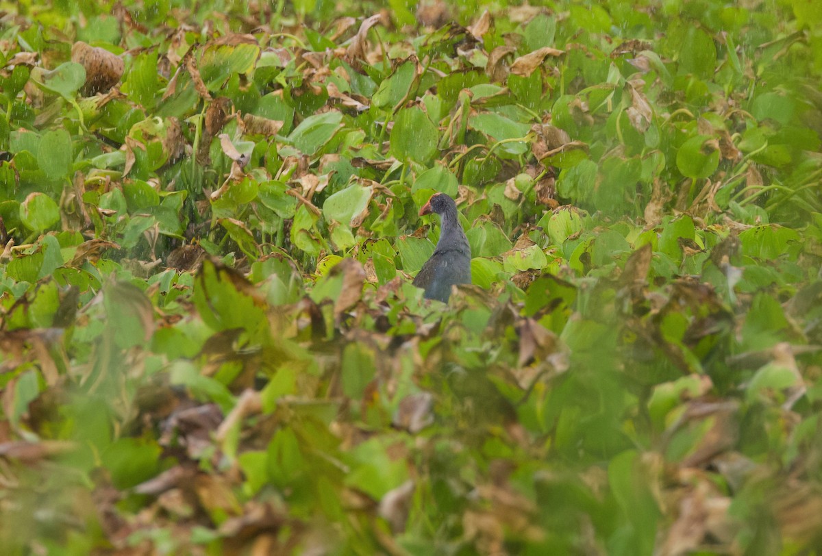 slípka filipínská - ML635664069