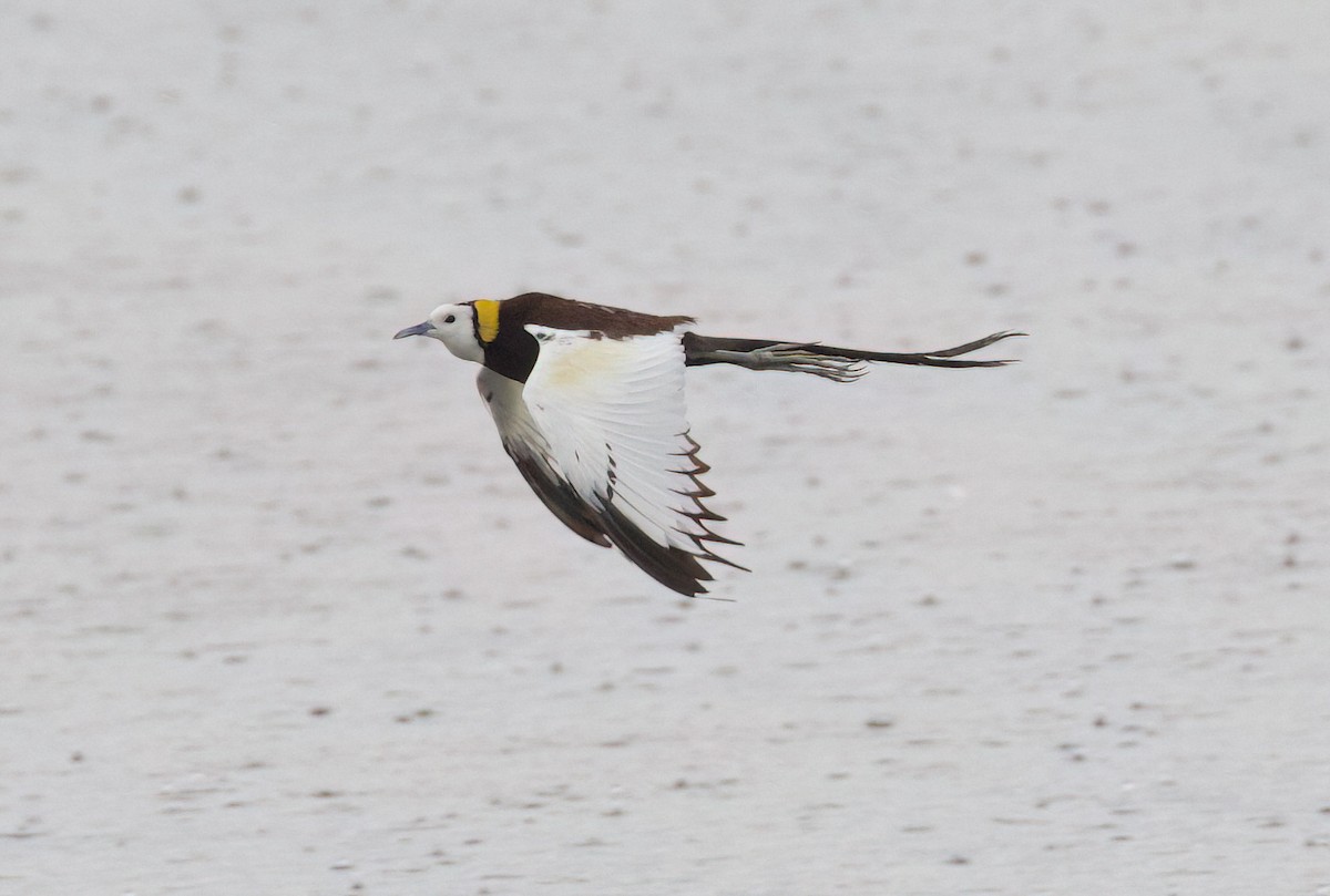 Pheasant-tailed Jacana - ML635664079