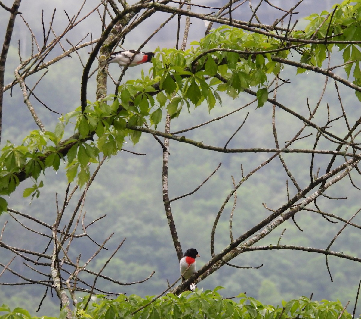 Rose-breasted Grosbeak - ML635664113