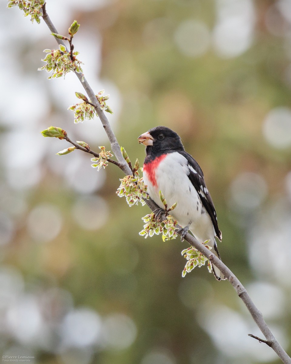 Rose-breasted Grosbeak - ML635664131