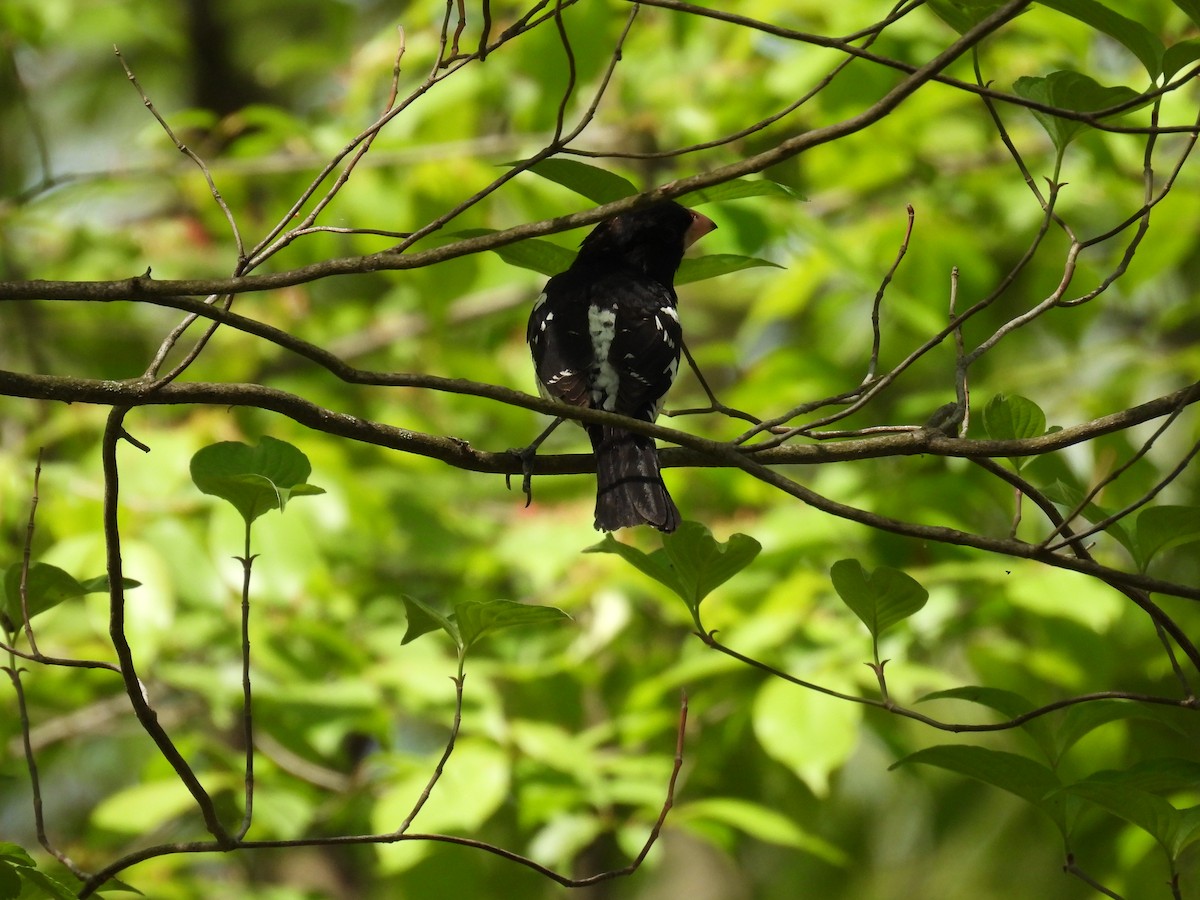 Rose-breasted Grosbeak - ML635664178