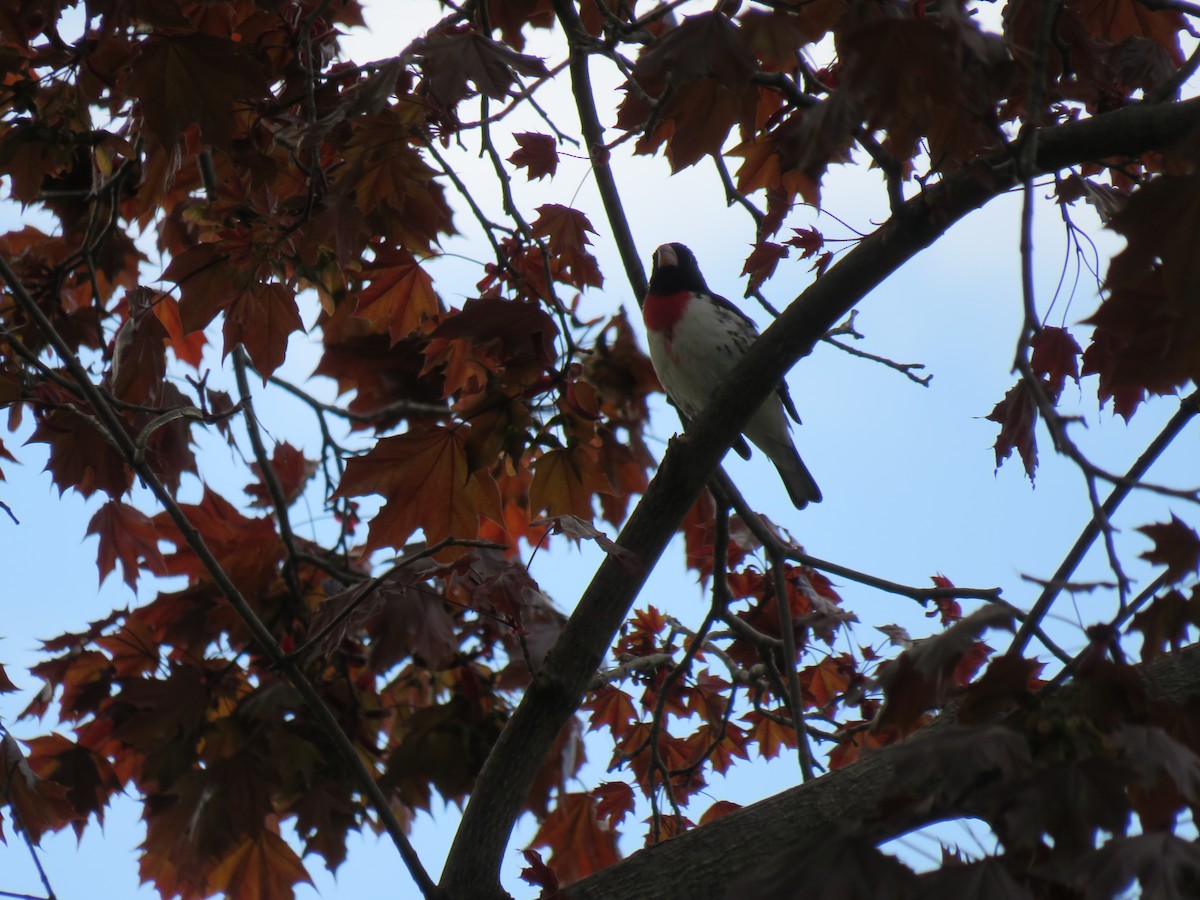 Rose-breasted Grosbeak - ML635664206
