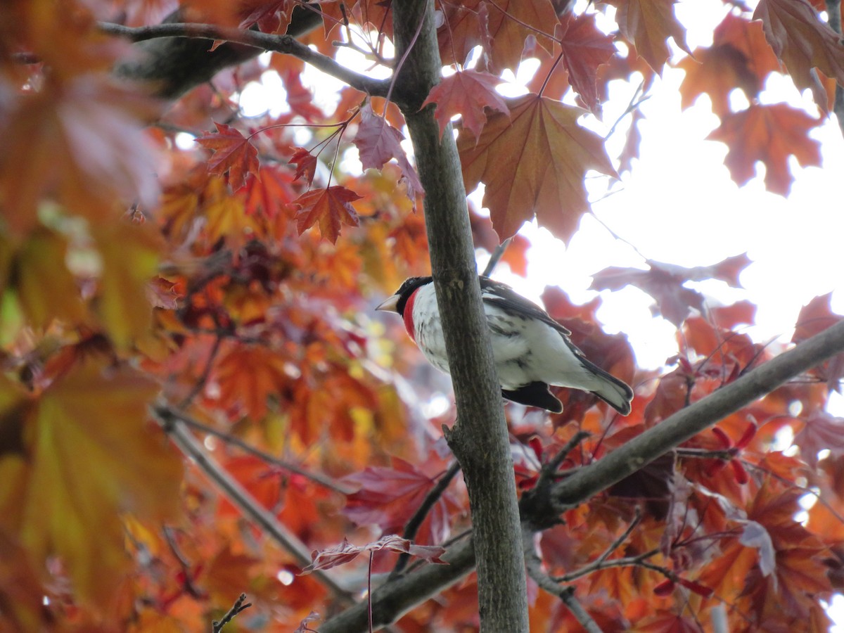 Rose-breasted Grosbeak - ML635664208