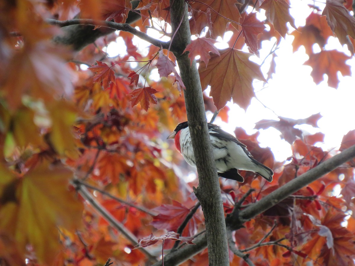 Rose-breasted Grosbeak - ML635664209