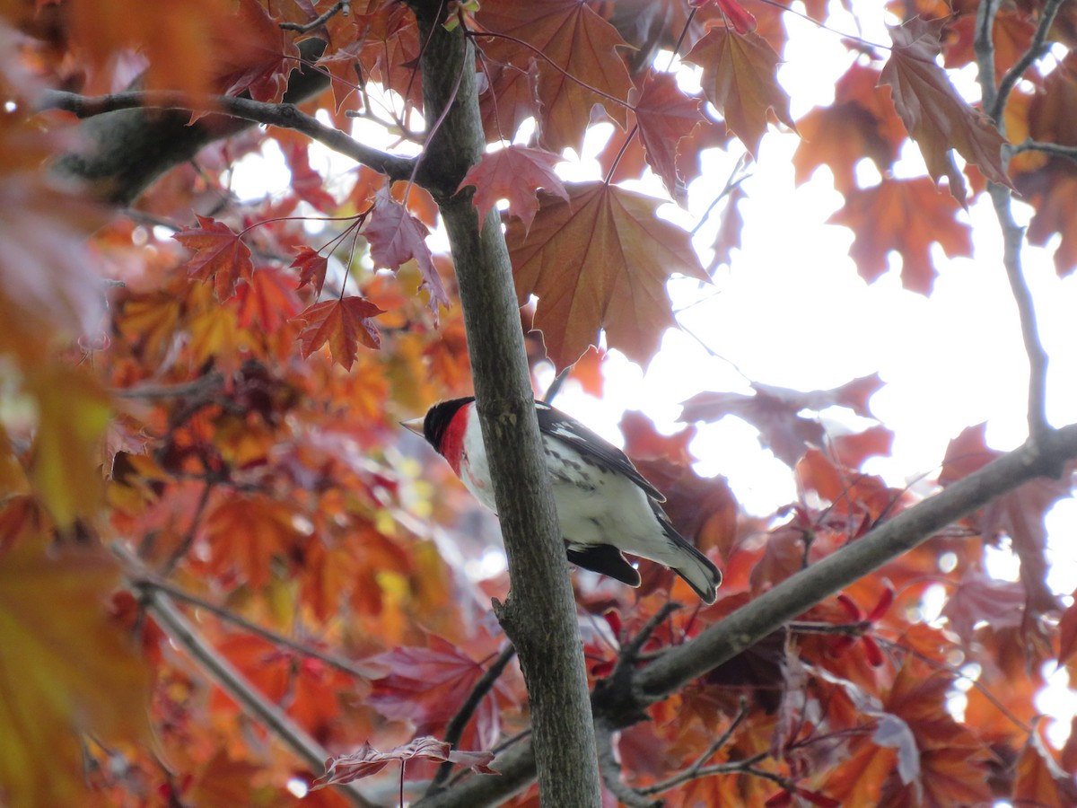 Rose-breasted Grosbeak - ML635664210