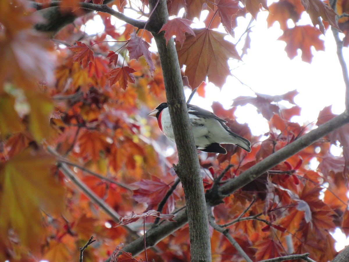 Rose-breasted Grosbeak - ML635664211