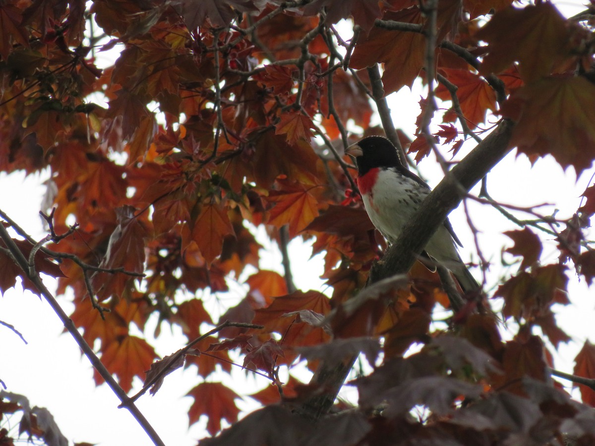 Rose-breasted Grosbeak - ML635664214