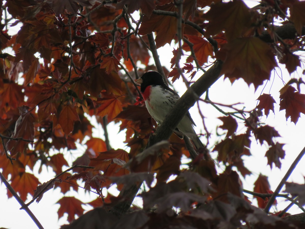 Rose-breasted Grosbeak - ML635664218