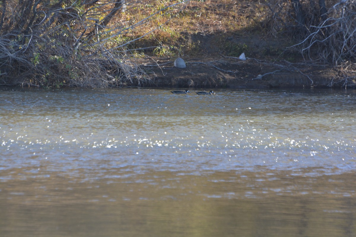 Spectacled Duck - ML635664289