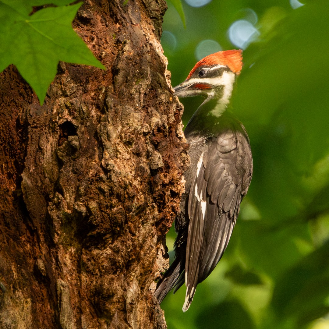 Pileated Woodpecker - ML635664292