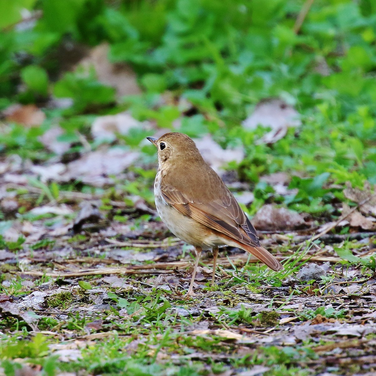 Hermit Thrush - ML635664325