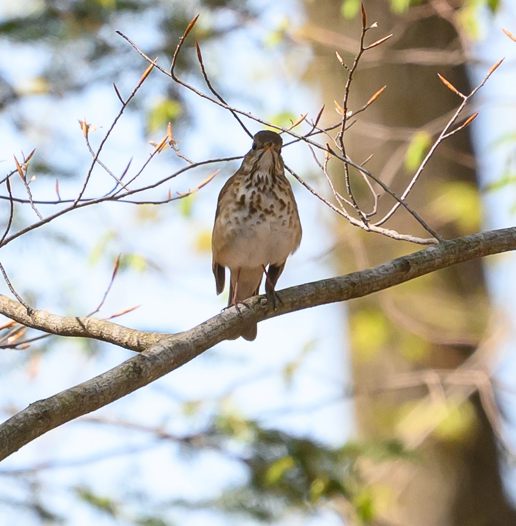 Hermit Thrush - ML635664462