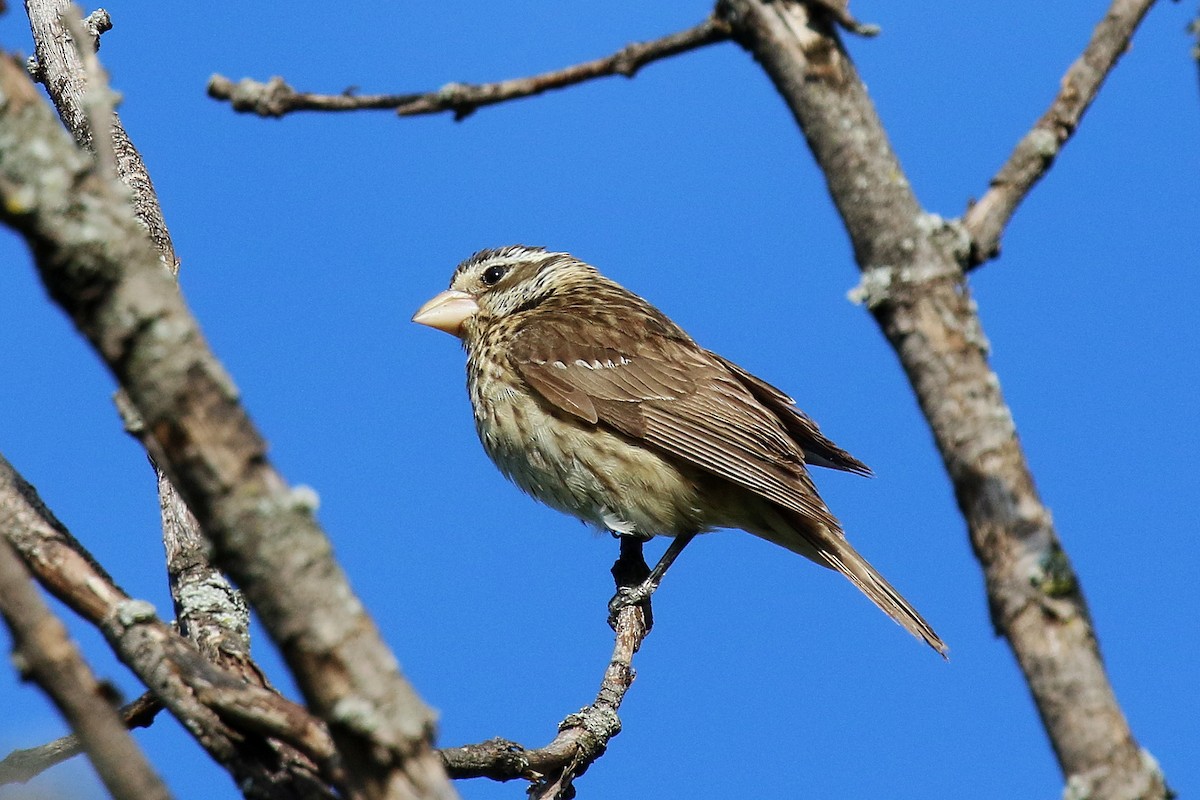 Rose-breasted Grosbeak - ML635664556