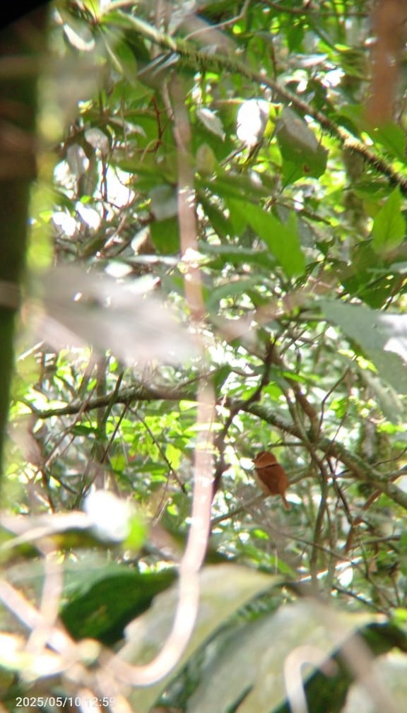 Collared Puffbird - ML635664581