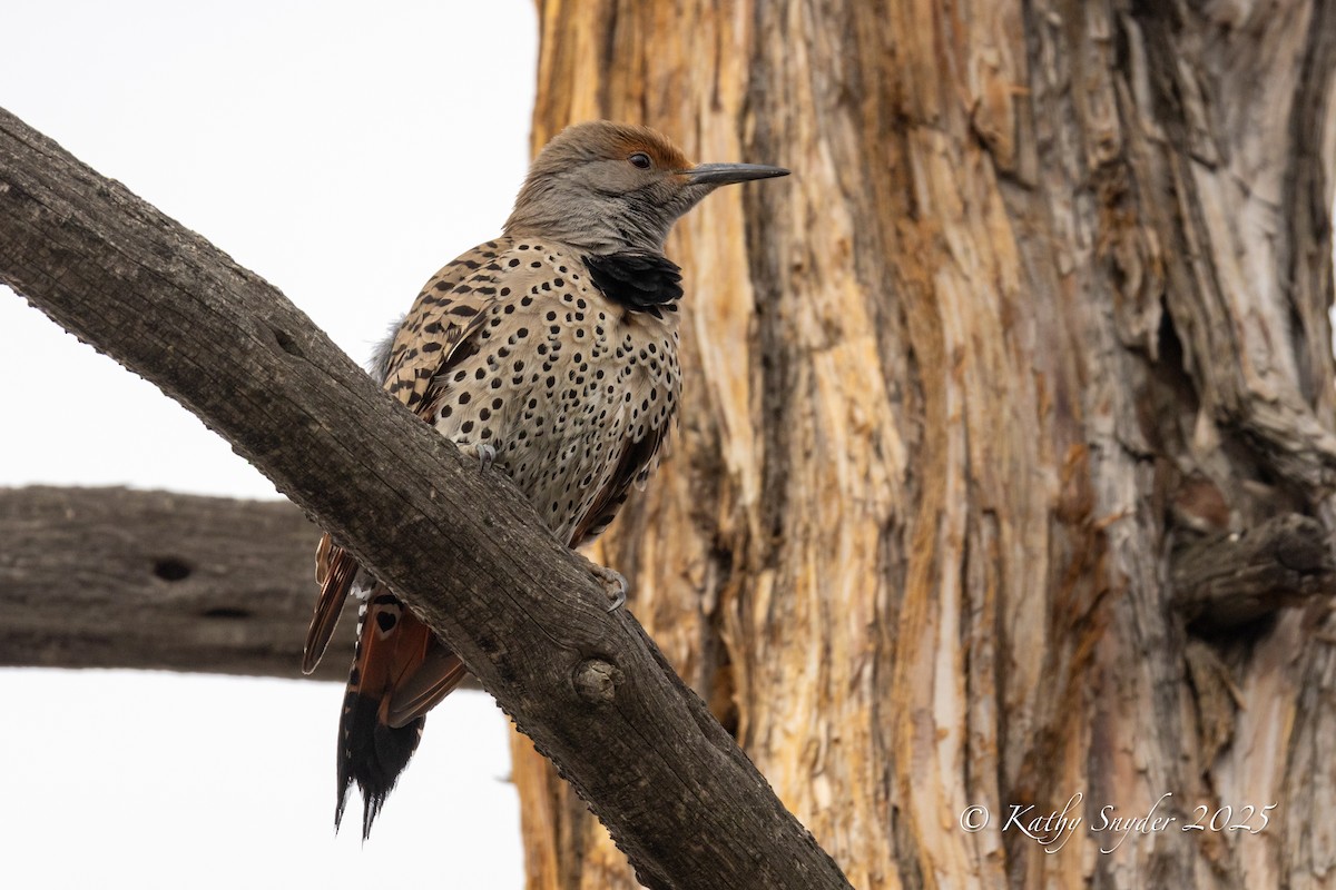 Northern Flicker - ML635664631