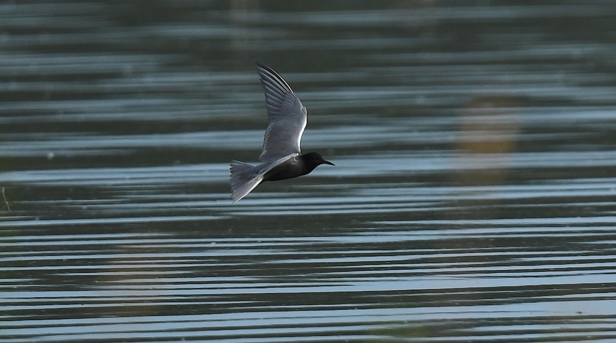 Black Tern - ML635664638