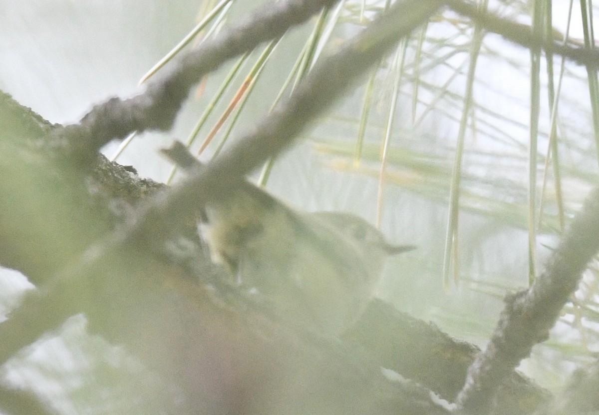 Golden-crowned Kinglet - ML635664684