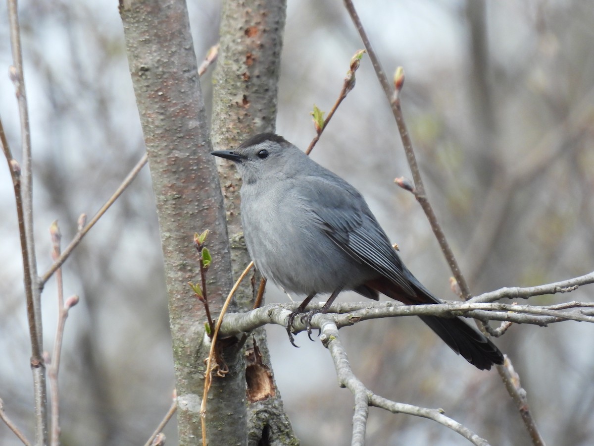 Gray Catbird - ML635664717