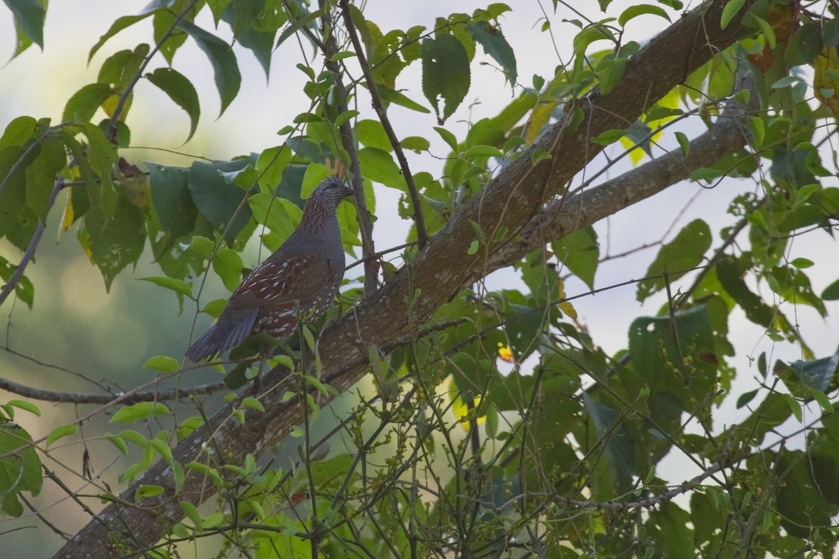 Elegant Quail - ML635664729