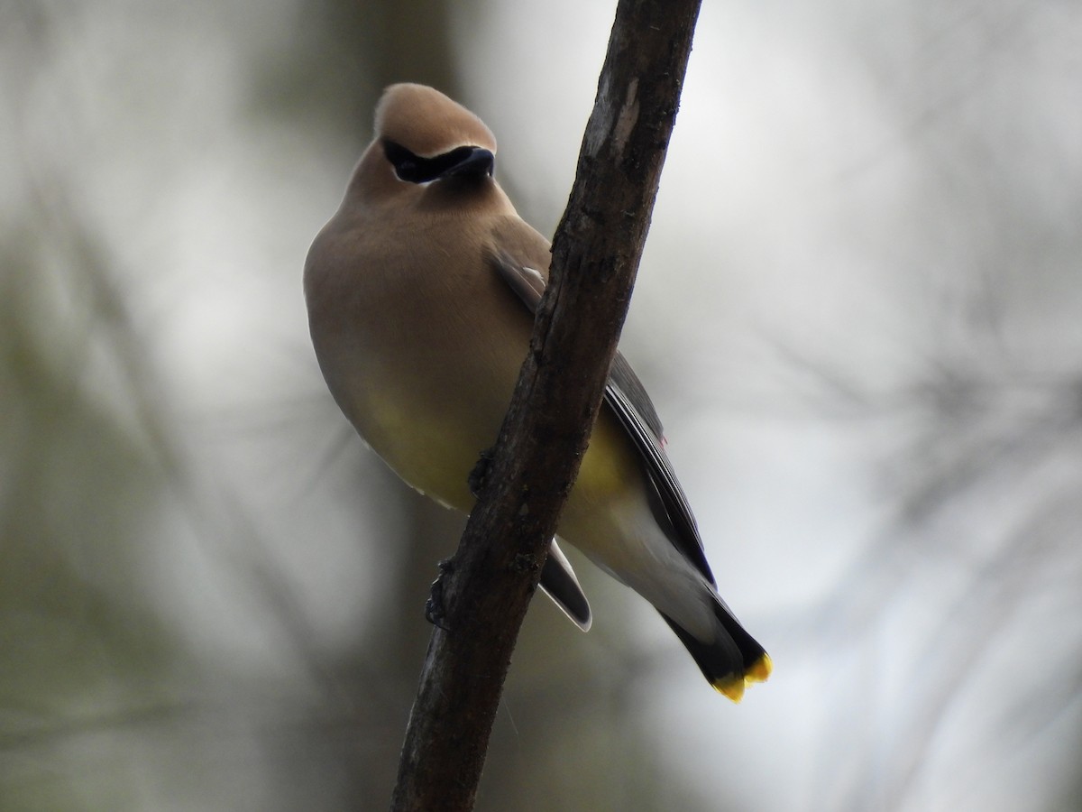 Cedar Waxwing - ML635664749