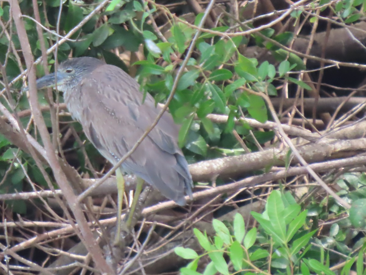Black-crowned Night Heron - ML635664831