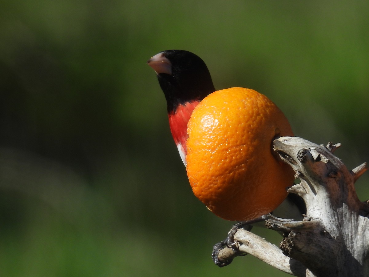 Rose-breasted Grosbeak - ML635664855