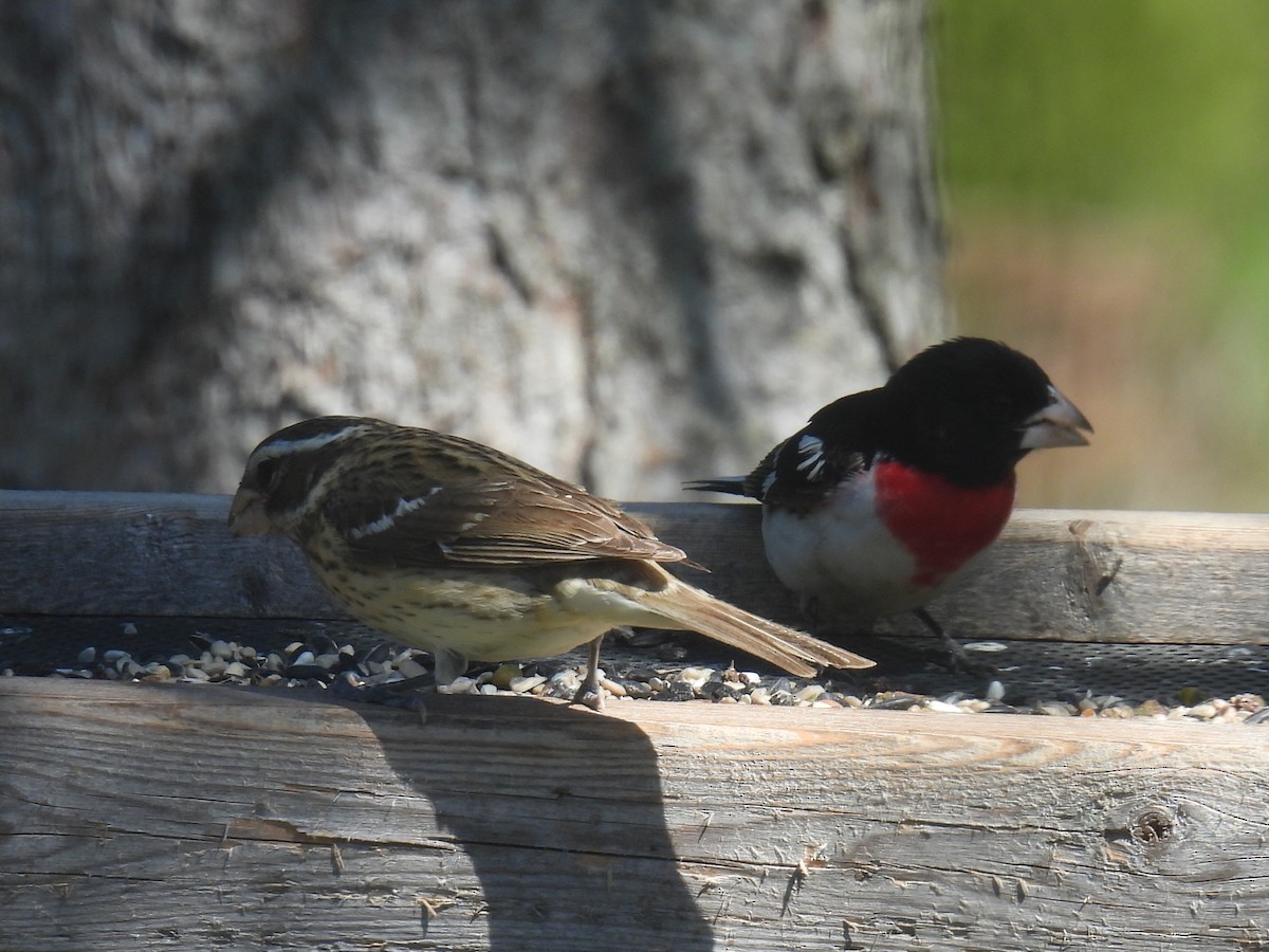 Rose-breasted Grosbeak - ML635664856