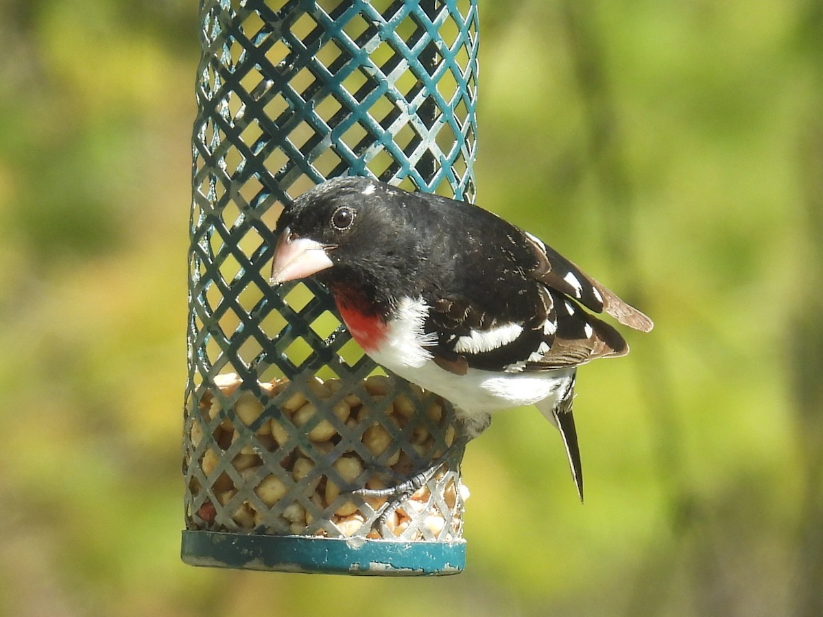 Rose-breasted Grosbeak - ML635664857