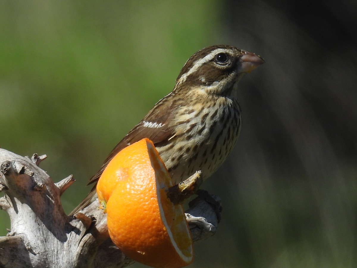 Rose-breasted Grosbeak - ML635664858