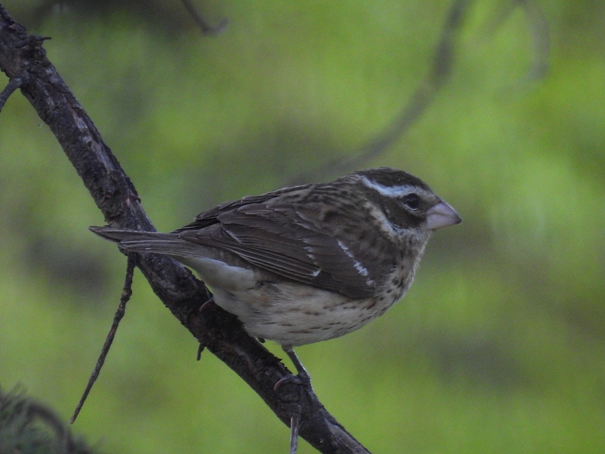 Rose-breasted Grosbeak - ML635664859