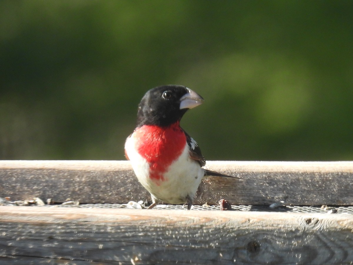 Rose-breasted Grosbeak - ML635664860
