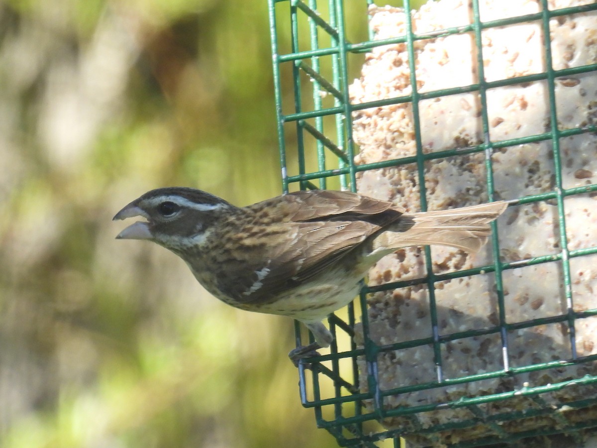Rose-breasted Grosbeak - ML635664861