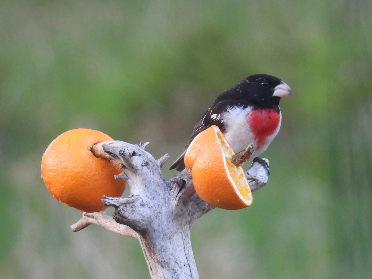 Rose-breasted Grosbeak - ML635664862