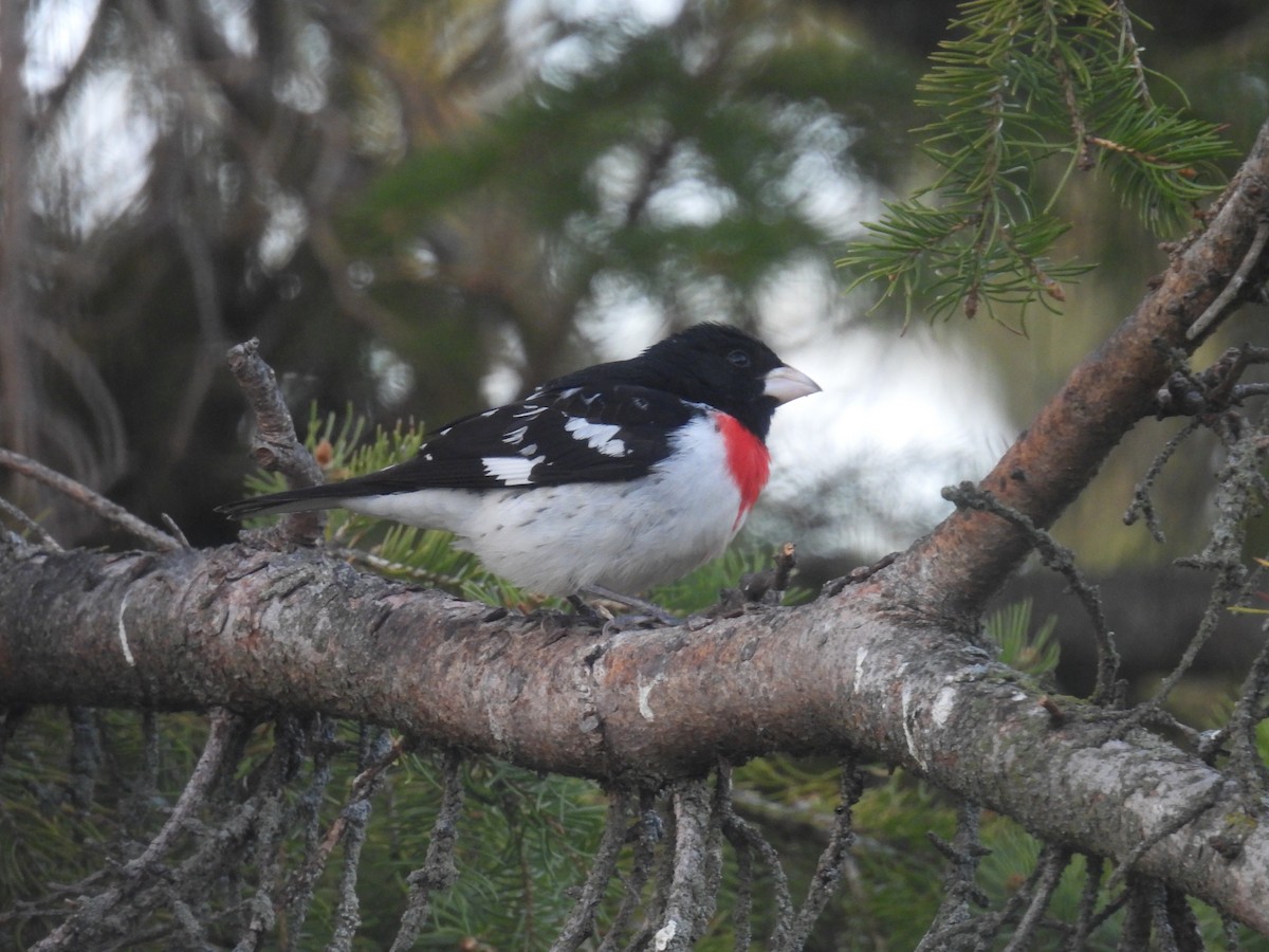 Rose-breasted Grosbeak - ML635664864