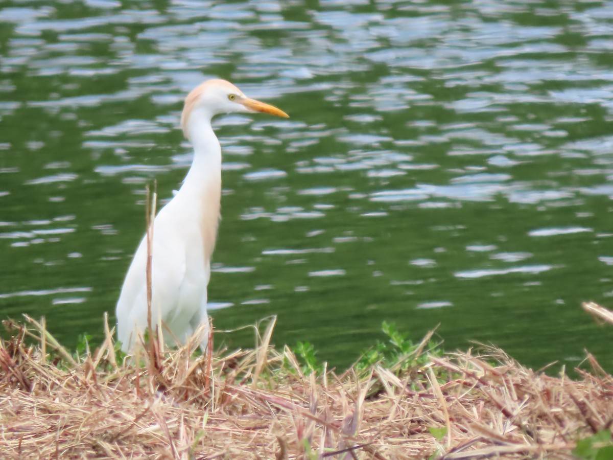 Western Cattle-Egret - ML635664873