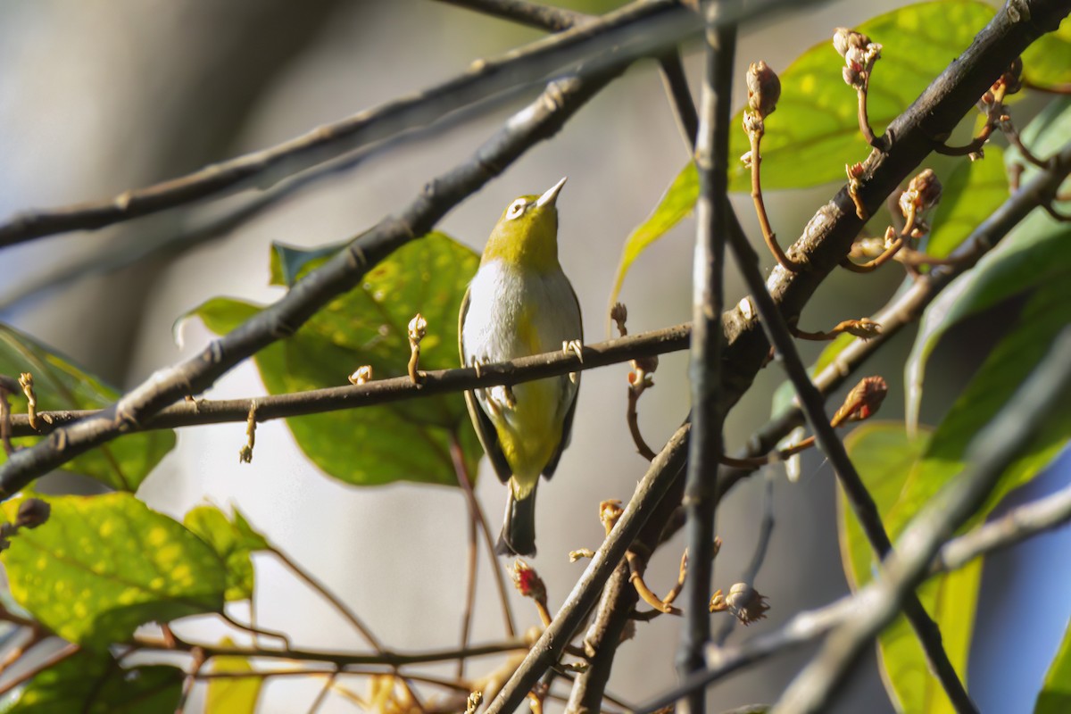 Hume's White-eye - ML635664890