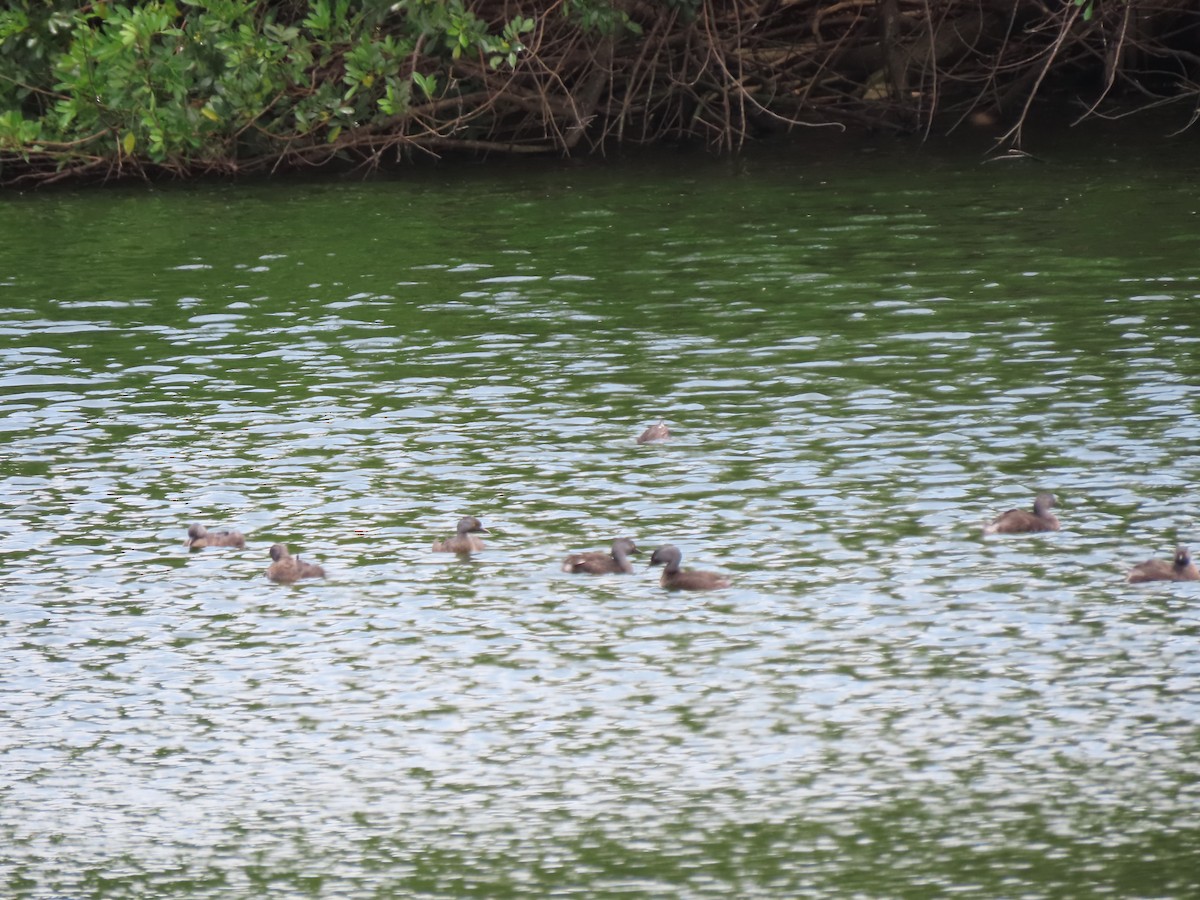 Least Grebe - ML635664913