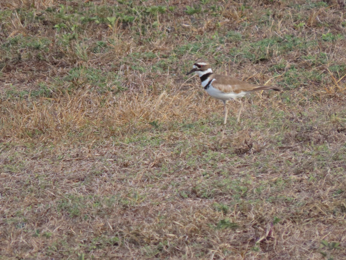 Killdeer - ML635664926