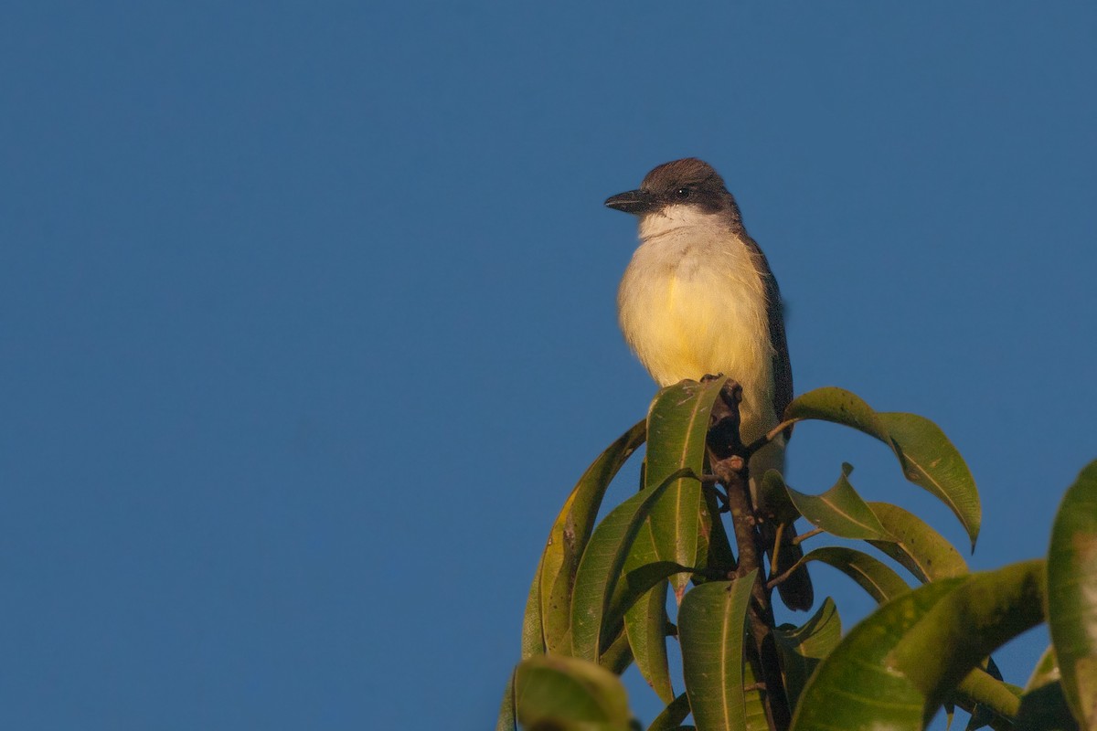 Thick-billed Kingbird - ML635664995