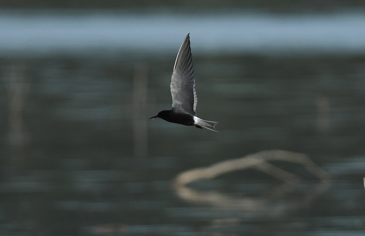 Black Tern - ML635665062
