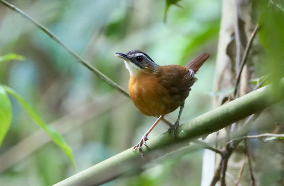 Malayan Black-capped Babbler - ML635665063