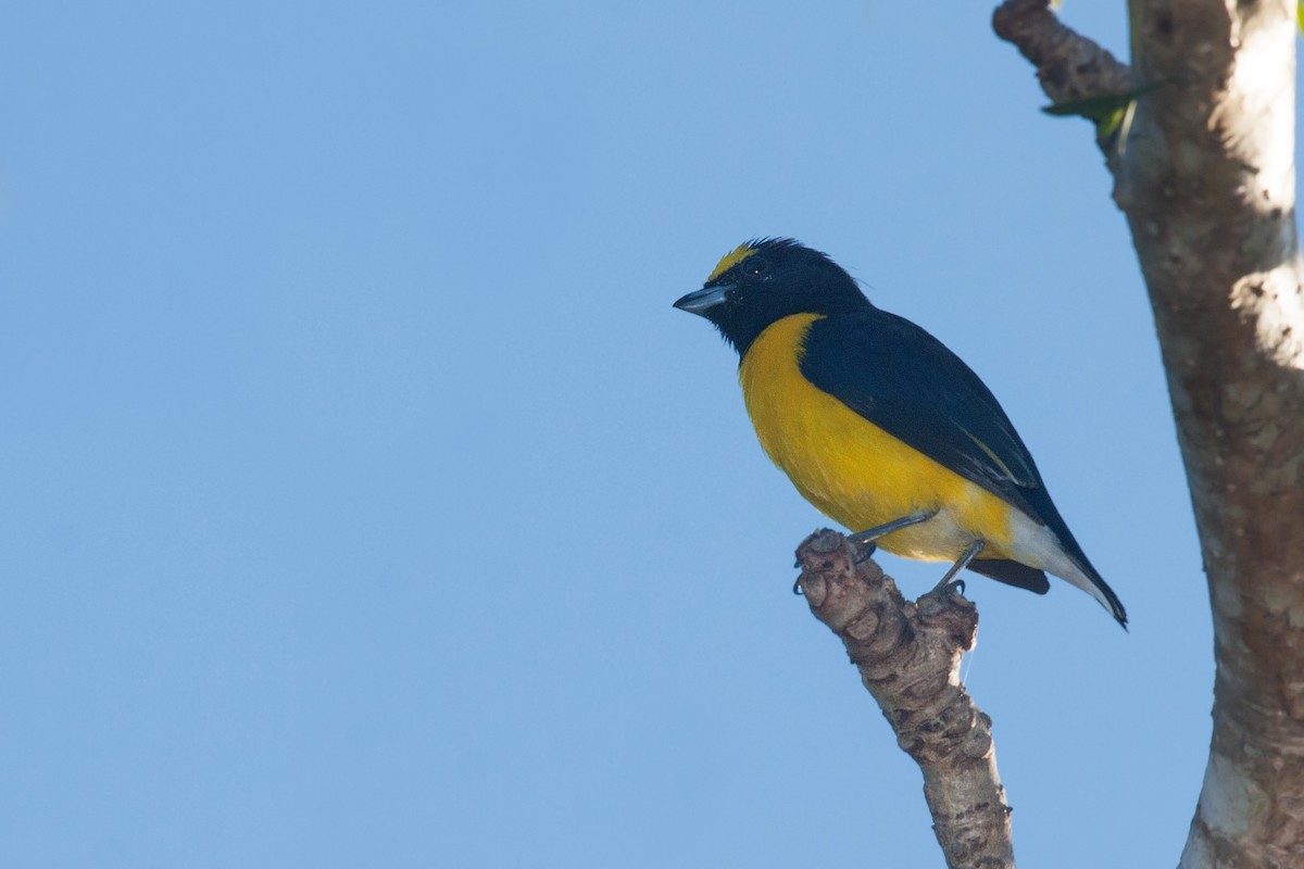 West Mexican Euphonia - ML635665065