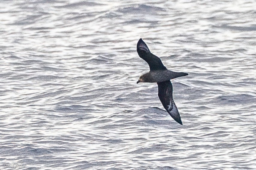 索氏圓尾鸌 - ML635665077