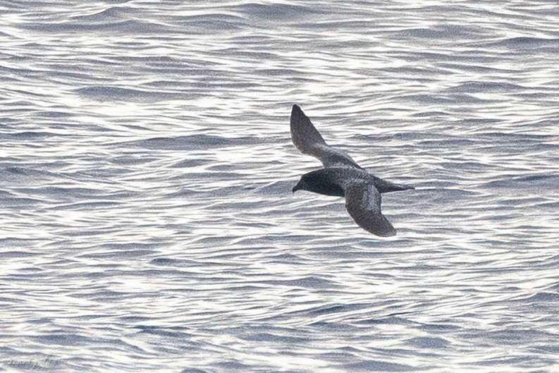 索氏圓尾鸌 - ML635665105