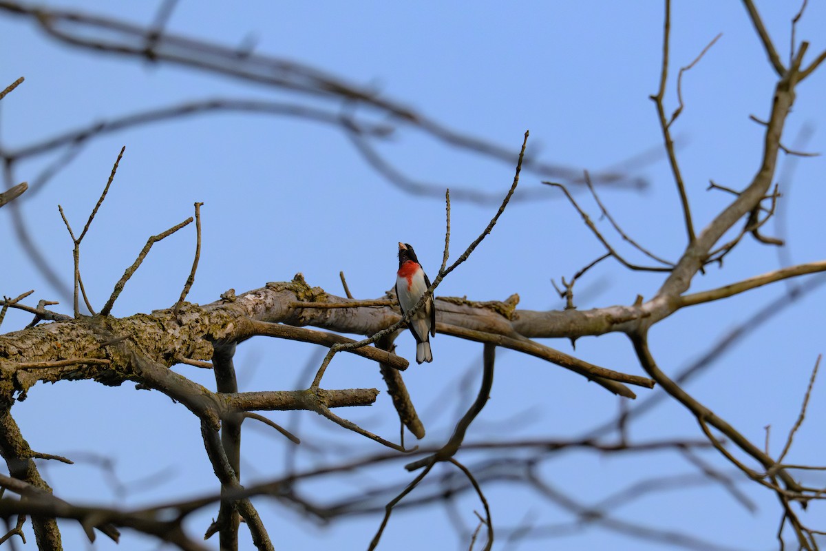 Rose-breasted Grosbeak - ML635665254