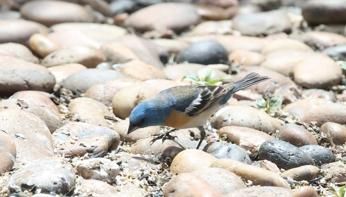 Passerin azuré - ML635665426