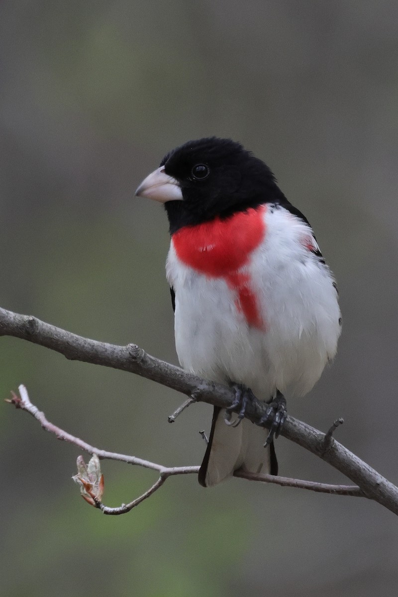Rose-breasted Grosbeak - ML635665664