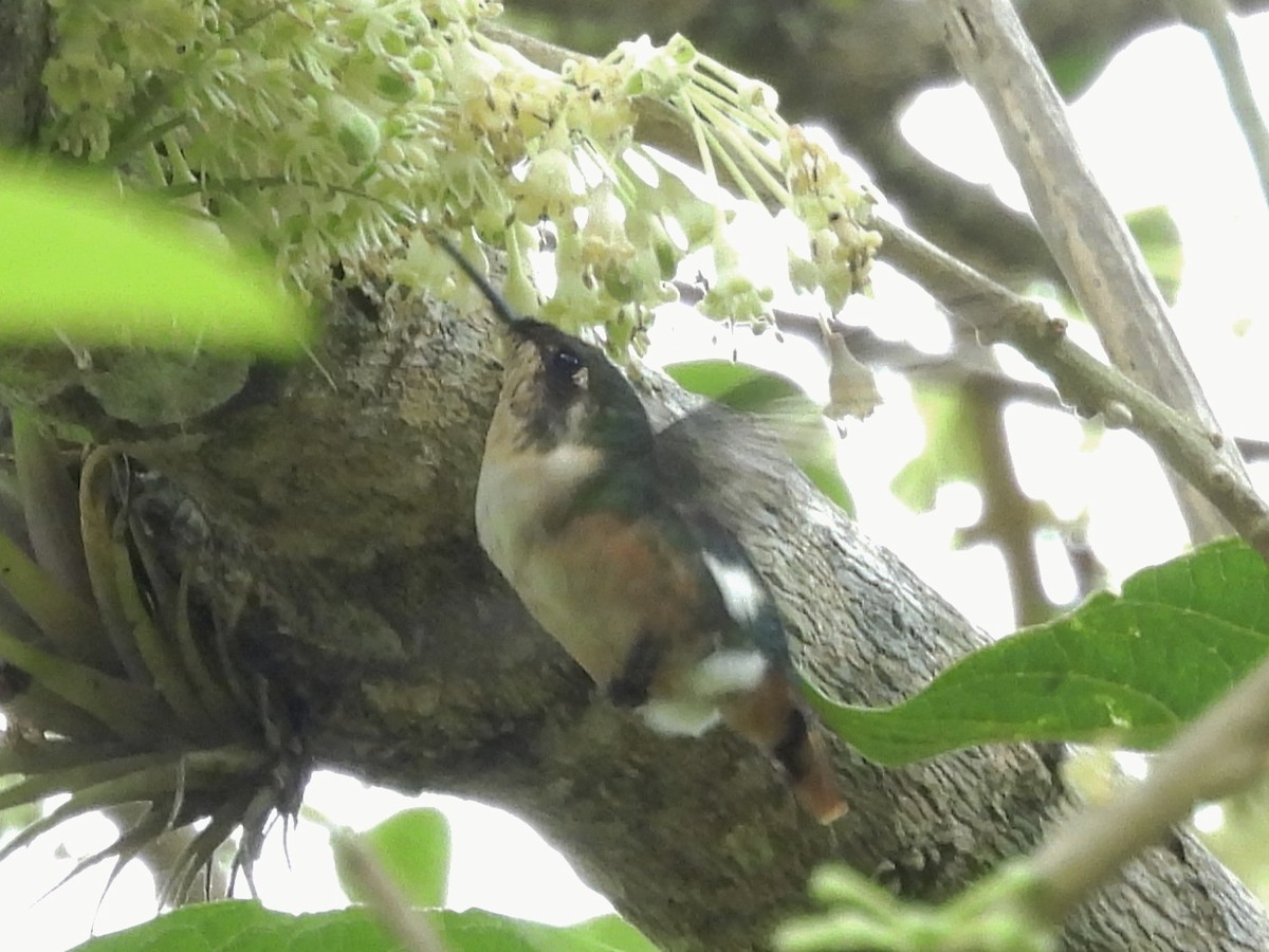 Rufous-shafted Woodstar - ML635665695